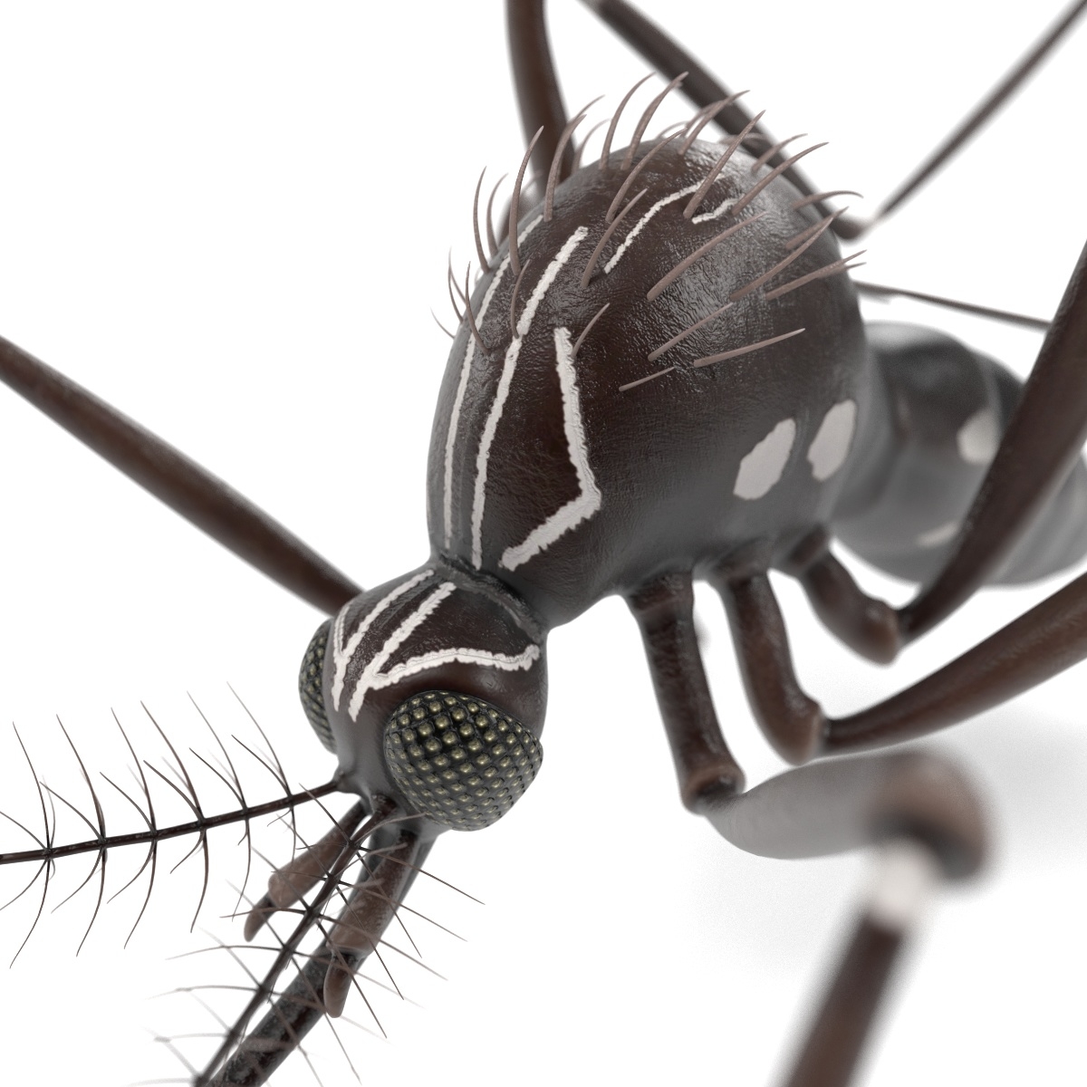 3d aedes aegypti