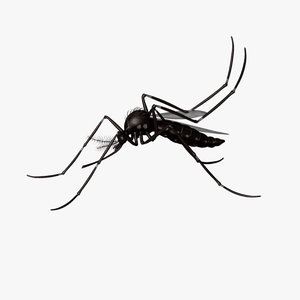 3d aedes aegypti