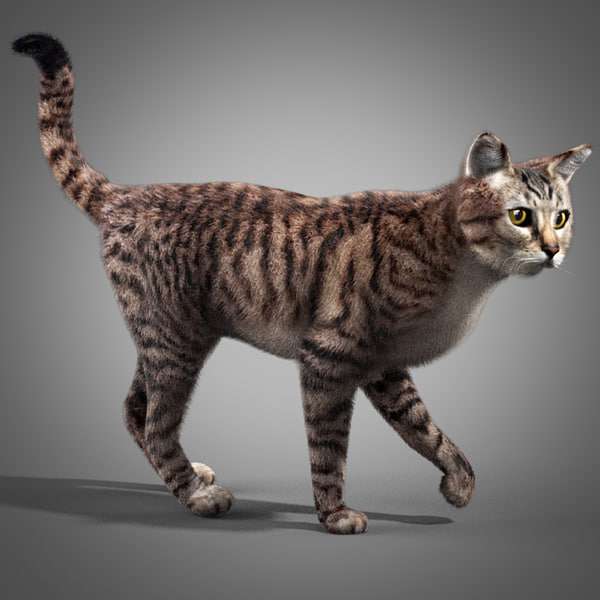 縞模様の猫3dモデル Turbosquid
