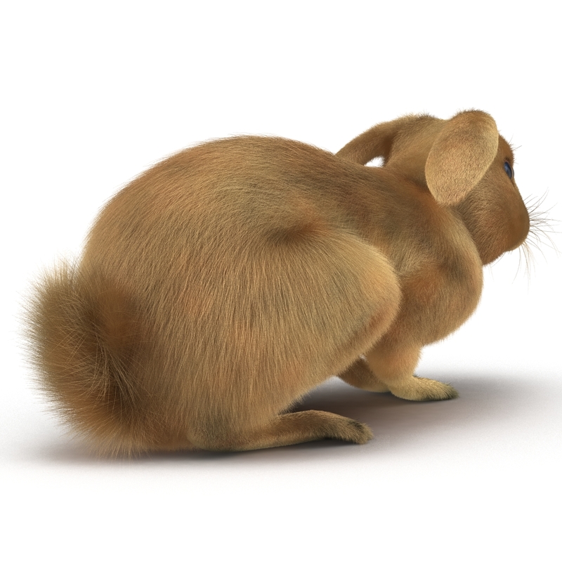 rabbit pose 2 3d model