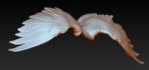 bird wings 3d model