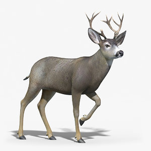 3d mule deer stag rigged model