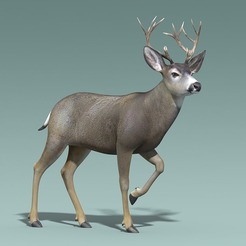 3d mule deer stag rigged model