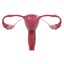 female reproductive 3d 3ds