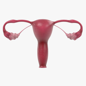 reproductive - female obj