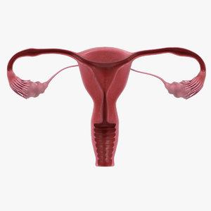 uterus section female reproductive 3d model