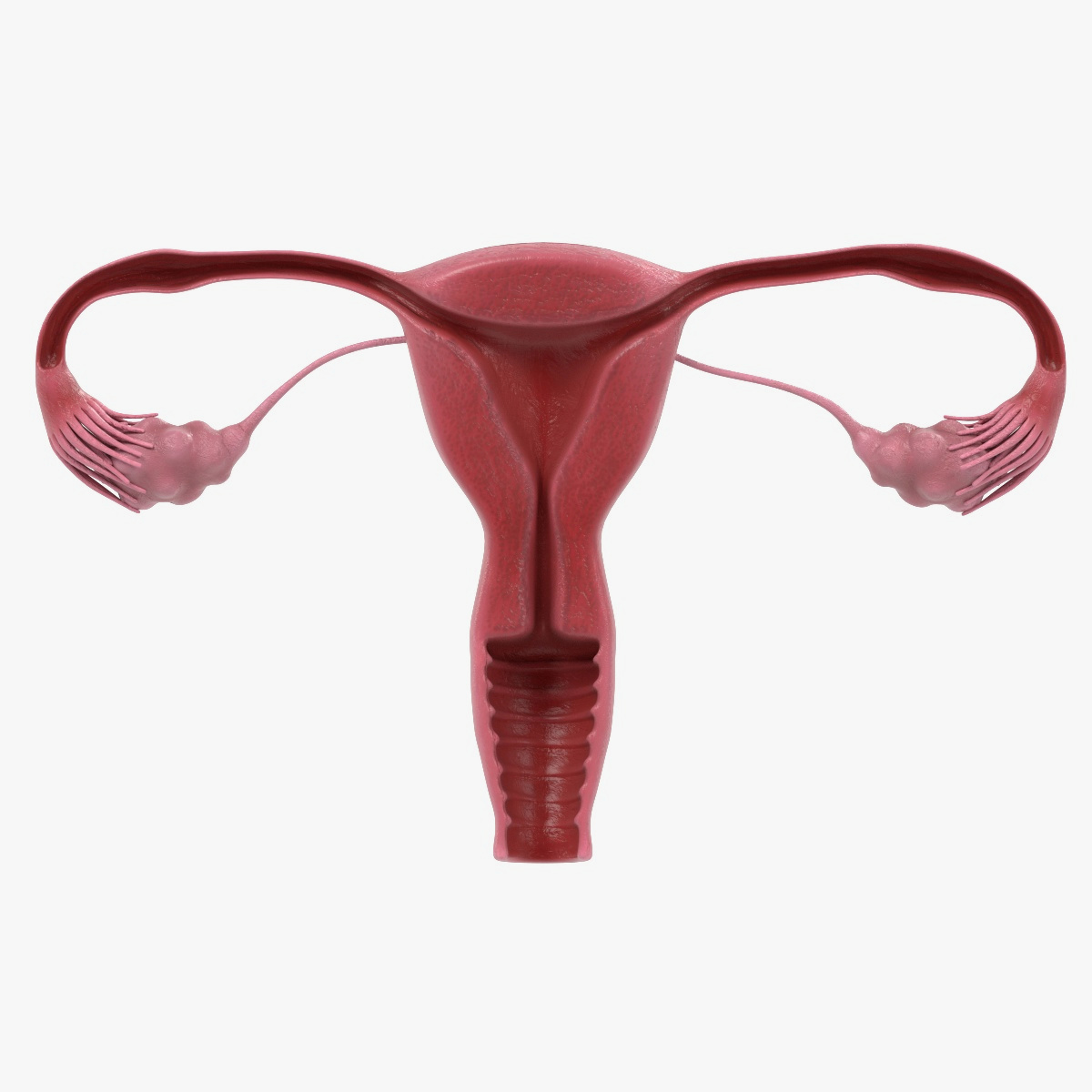 子宫切片(女性生殖)3d模型