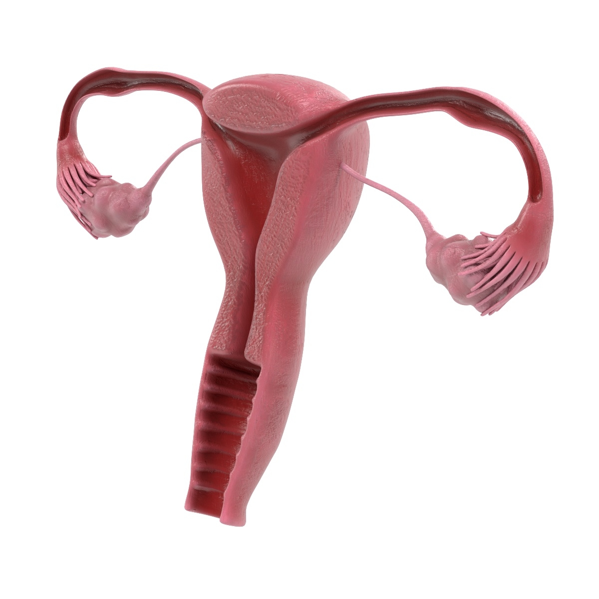 子宫切片(女性生殖)3d模型