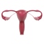 female reproductive 3d 3ds