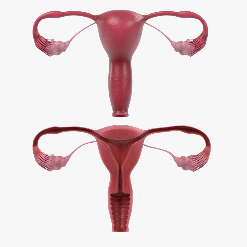 Female Reproductive D Ds