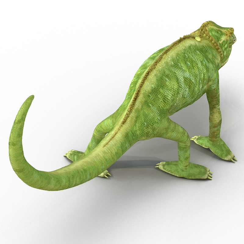 3d model chameleon pose 3