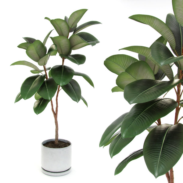 Ficus Elastica Decoraミディアム3dモデル Turbosquid