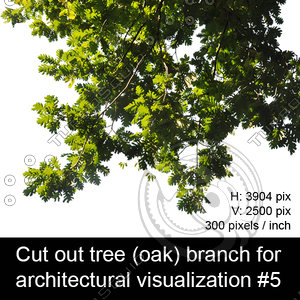 Cut out oak tree branch for architectural visualization #5