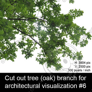 Cut out oak tree branch for architectural visualization #6
