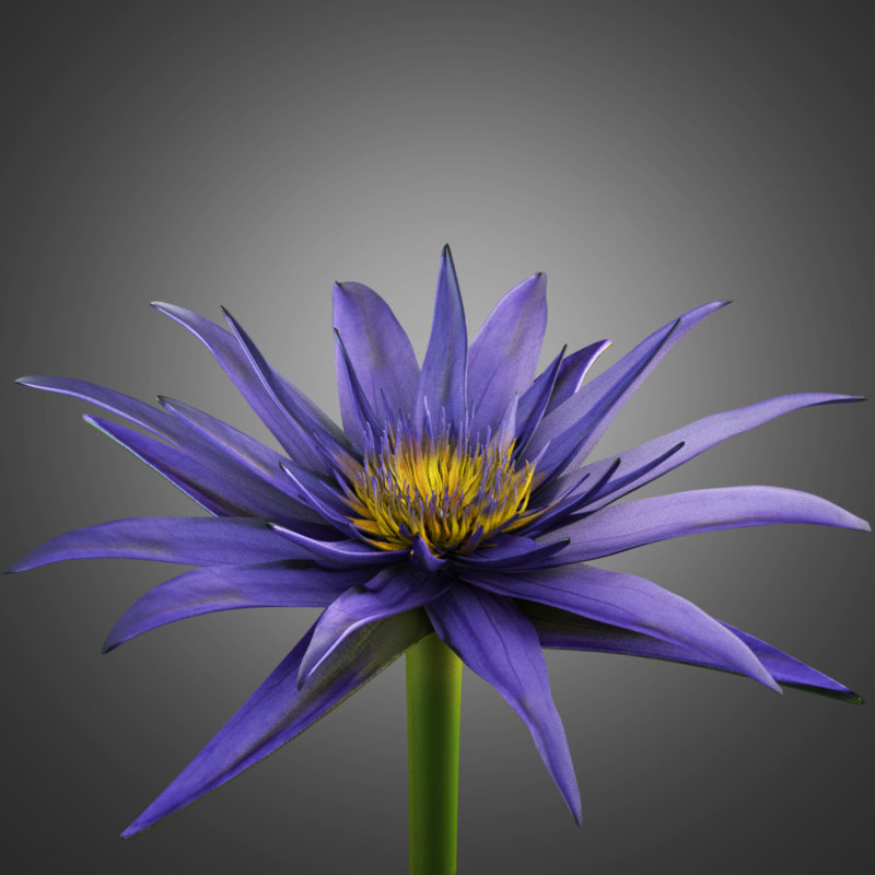 water lily flower animation max