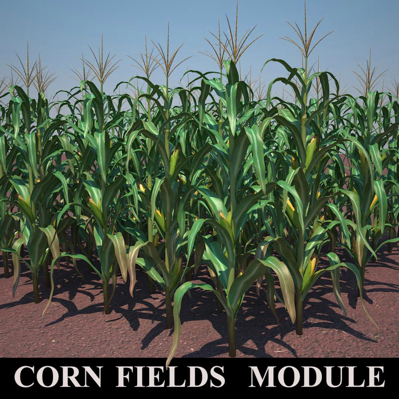 corn field module 3d max