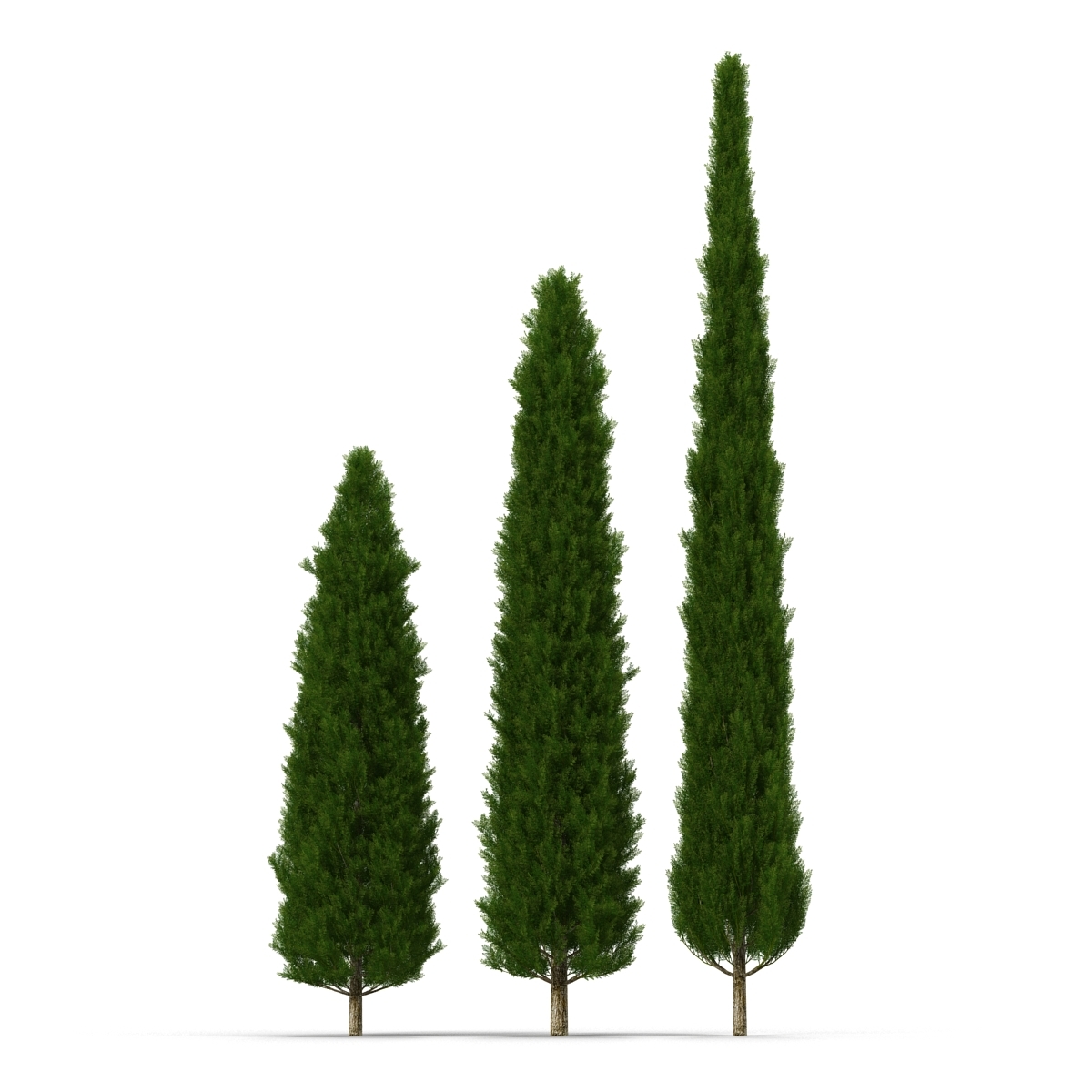 cypress trees set 3d 3ds