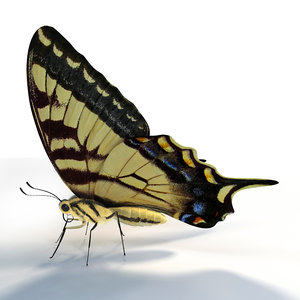 butterfly papilio machaon 3d model
