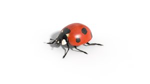 3d model of lady ladybug bug