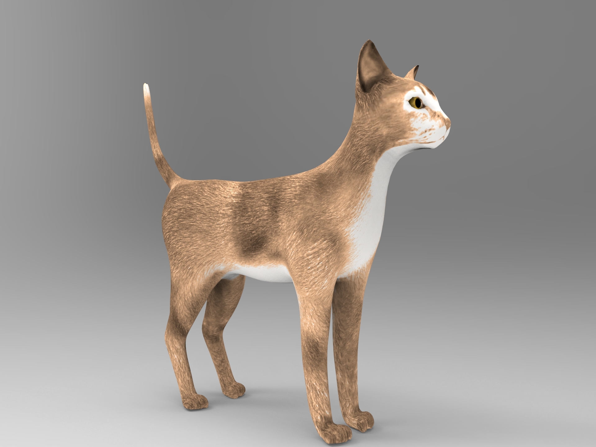 3d cat rigged model