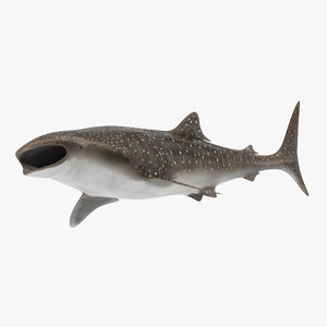 whale shark pose 3 3d model