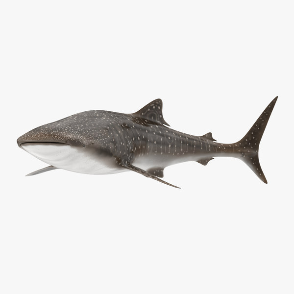 Modele 3d De Requin Baleine Pose 2 Turbosquid