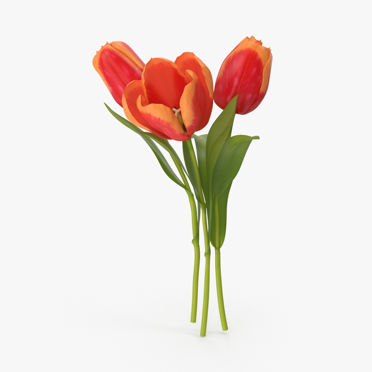  Tulip  3D  Models  for Download TurboSquid