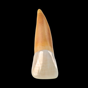 3d model incisor central tooth