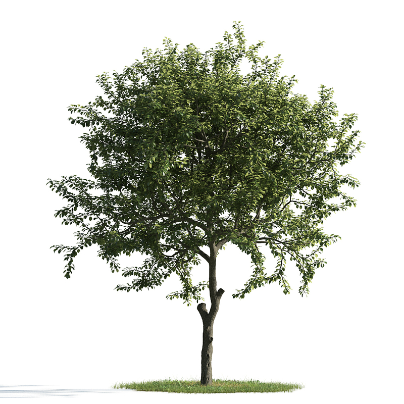 3d archmodels vol 163 trees