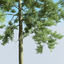 3d archmodels vol 163 trees