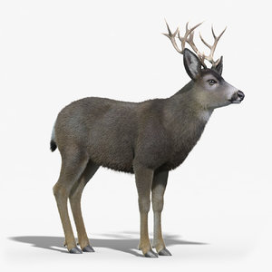 mule deer stag fur 3d max