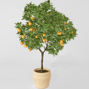 3d model orange tree