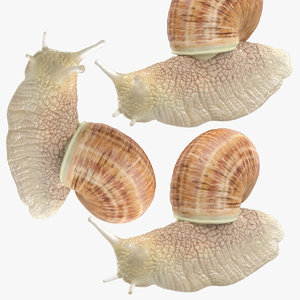 poses snail max
