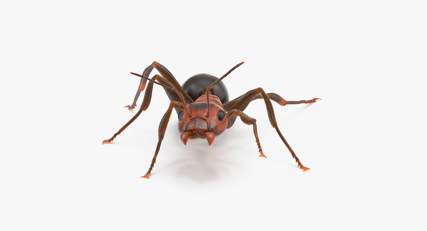 ant poses 3d model