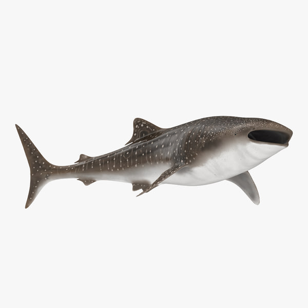 Modele 3d De Requin Baleine Rigged Turbosquid