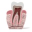 3d model of teeth anatomy