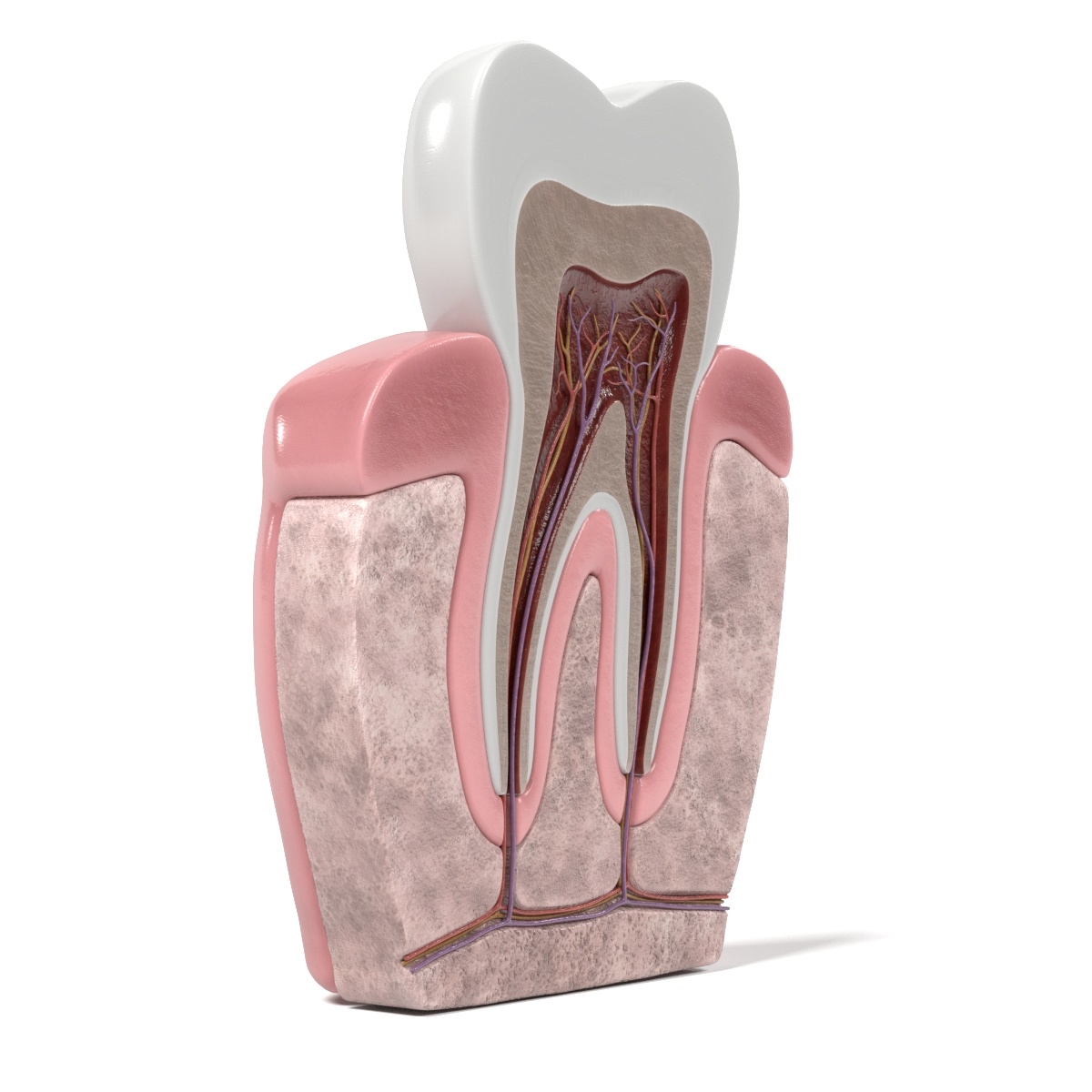 牙齿解剖学3d模型