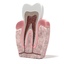 3d model of teeth anatomy