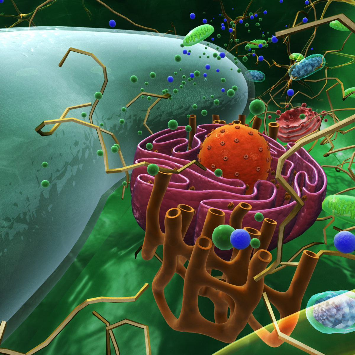 Animal Cell Organelles 3D Model