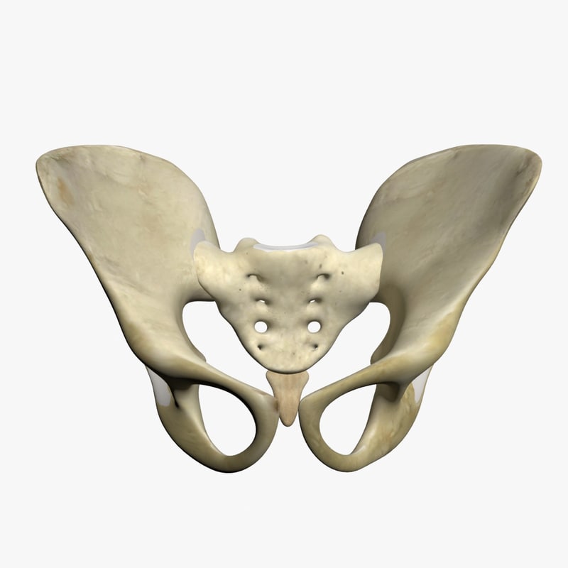 Anatomical 3d Human Models Pelvis 7336