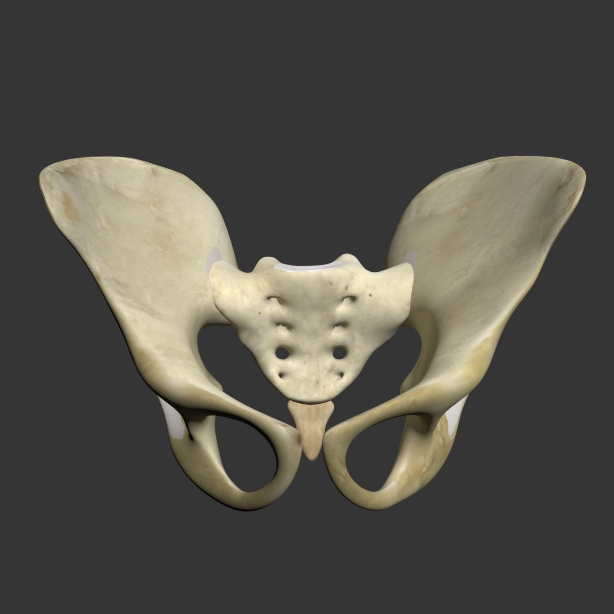 3d Pelvis Bones