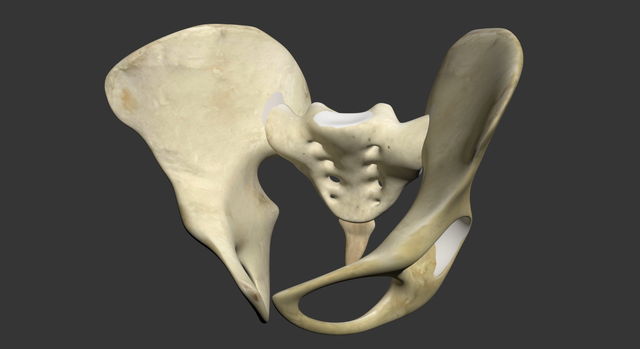 3d Pelvis Bones 4239