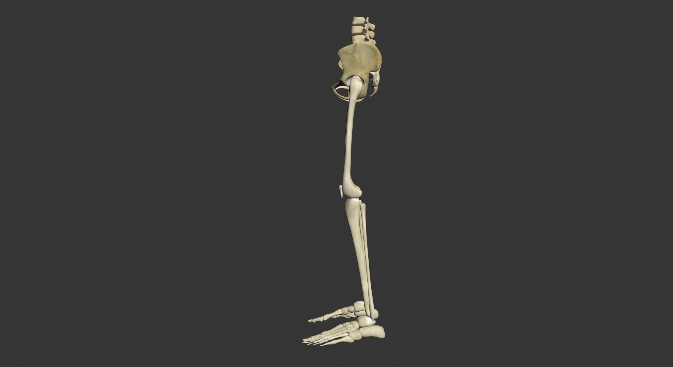 Articulated 3d model. Скелет ноги в профиль. Скелет ноги сбоку. Скелет ноги в сторону. Скелет человека 3д модель сбоку.
