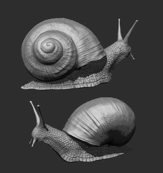 shell snail zbrush