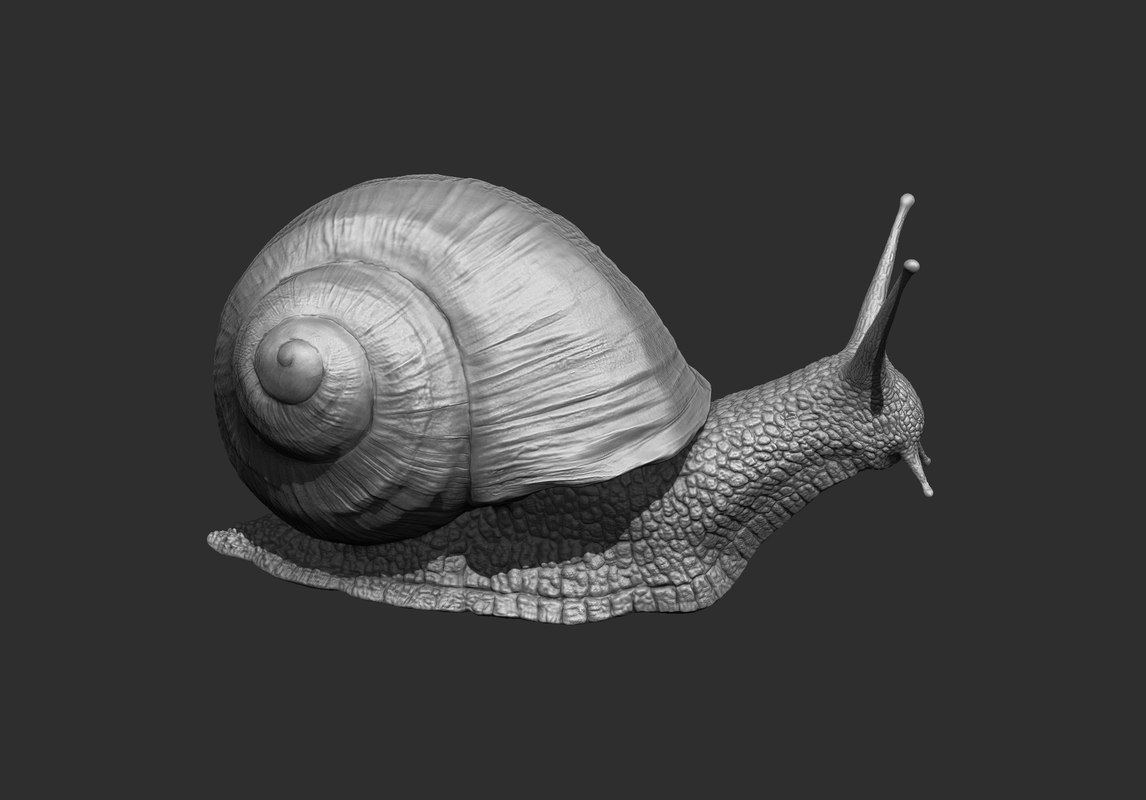 shell snail zbrush