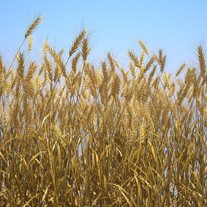 3d durum wheat