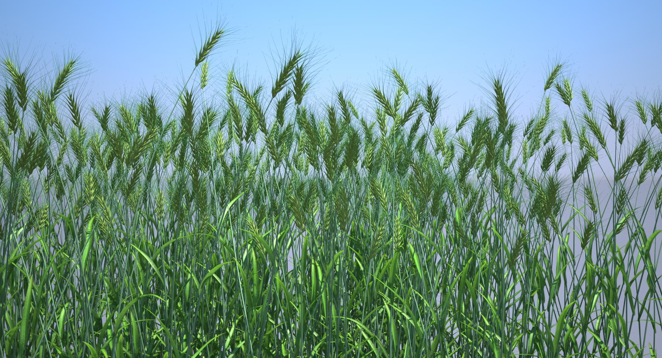 durum-wheat-grain