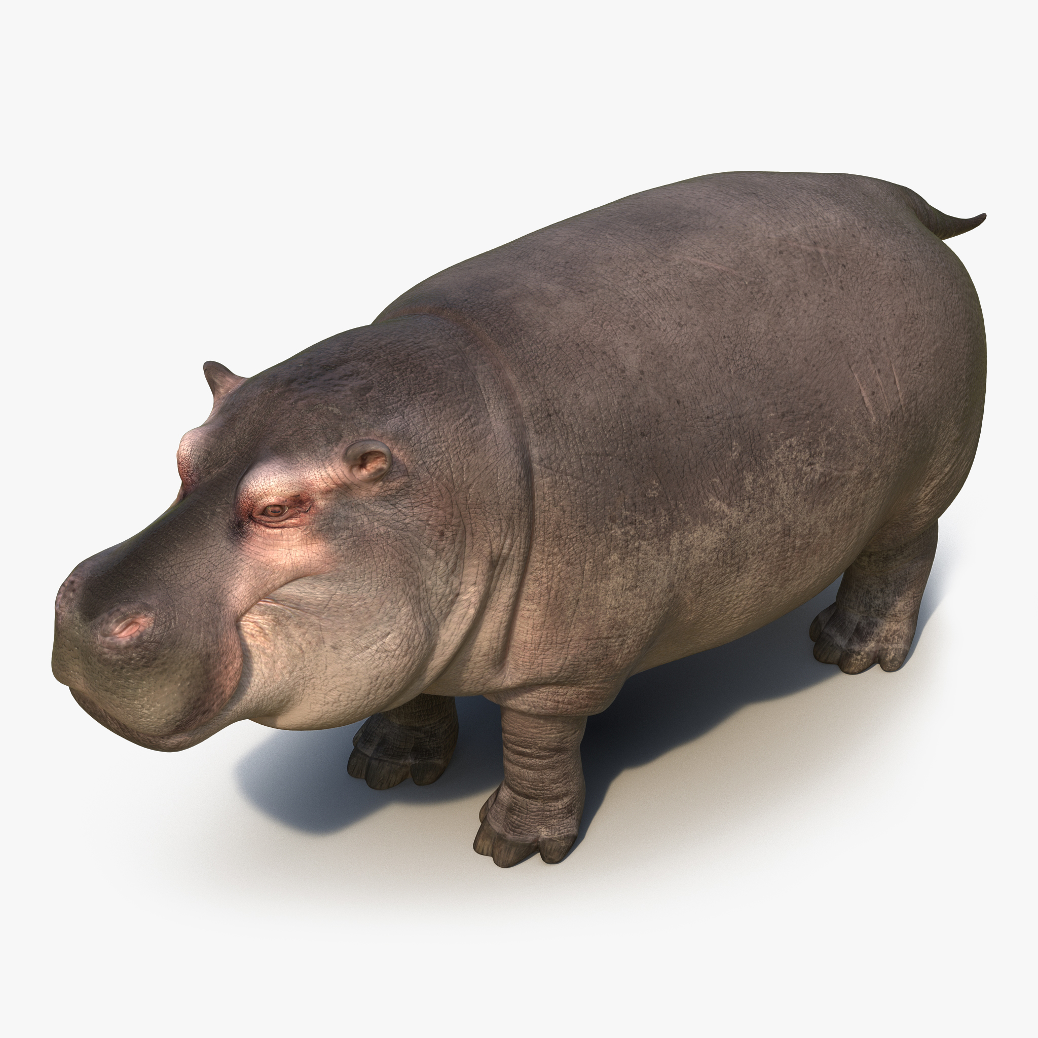 3d model hippopotamus hippo