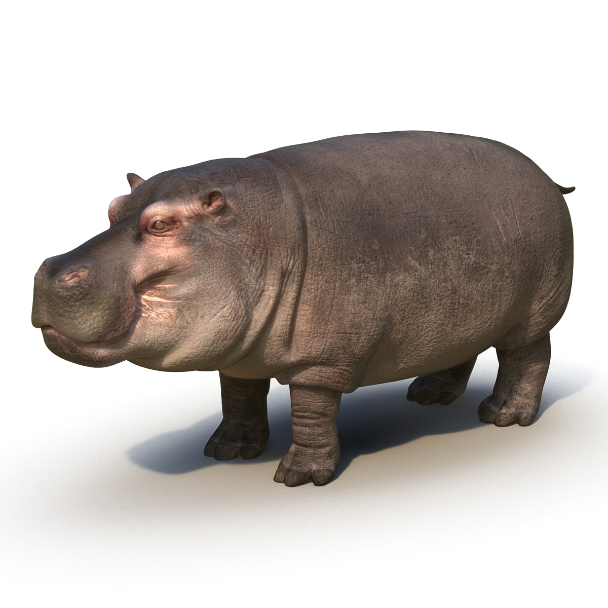 3d model hippopotamus hippo