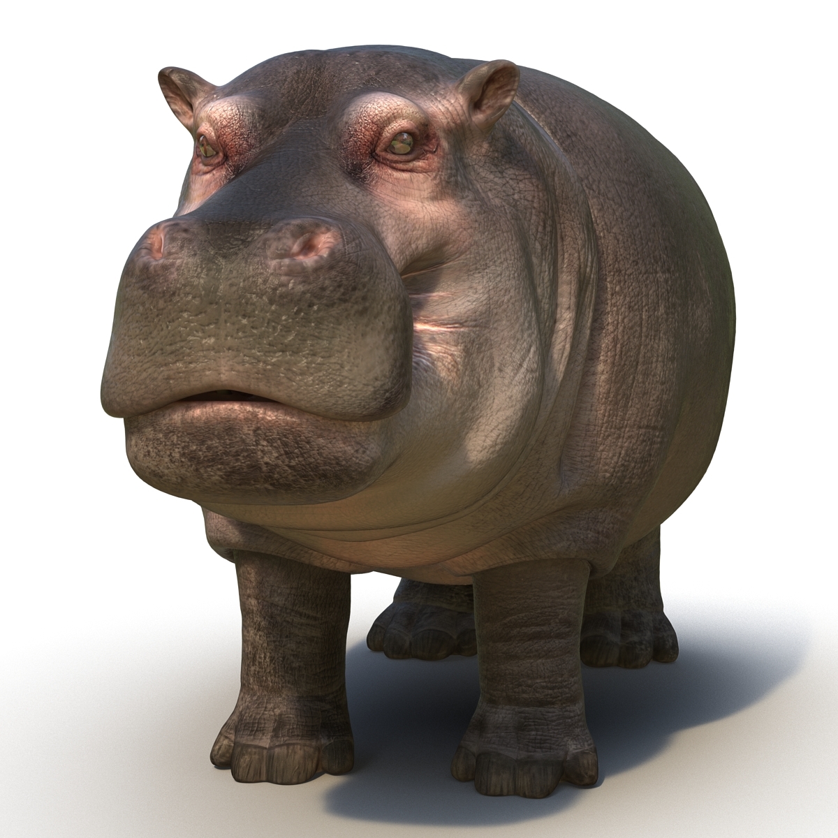 3d model hippopotamus hippo